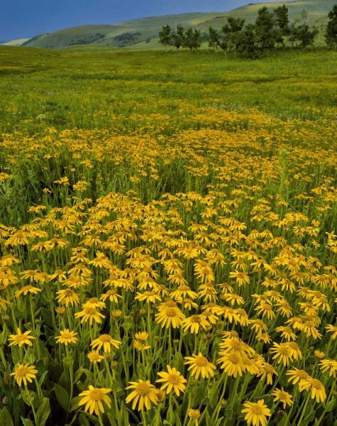 Oregon, Steens Mountain Meadow of arnica flowers
